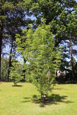 Aesculus hippocastanum 'Digitata' - jírovec maďal - celek